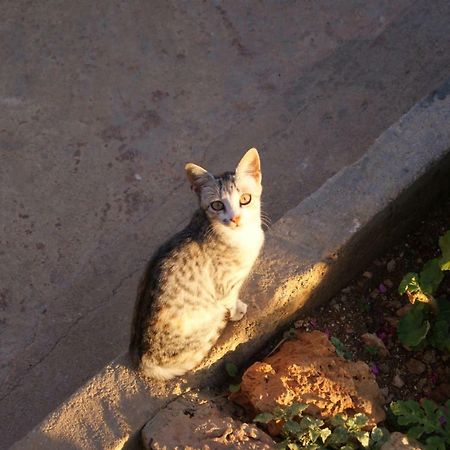 Appartamento Vila Milo Vuno Esterno foto